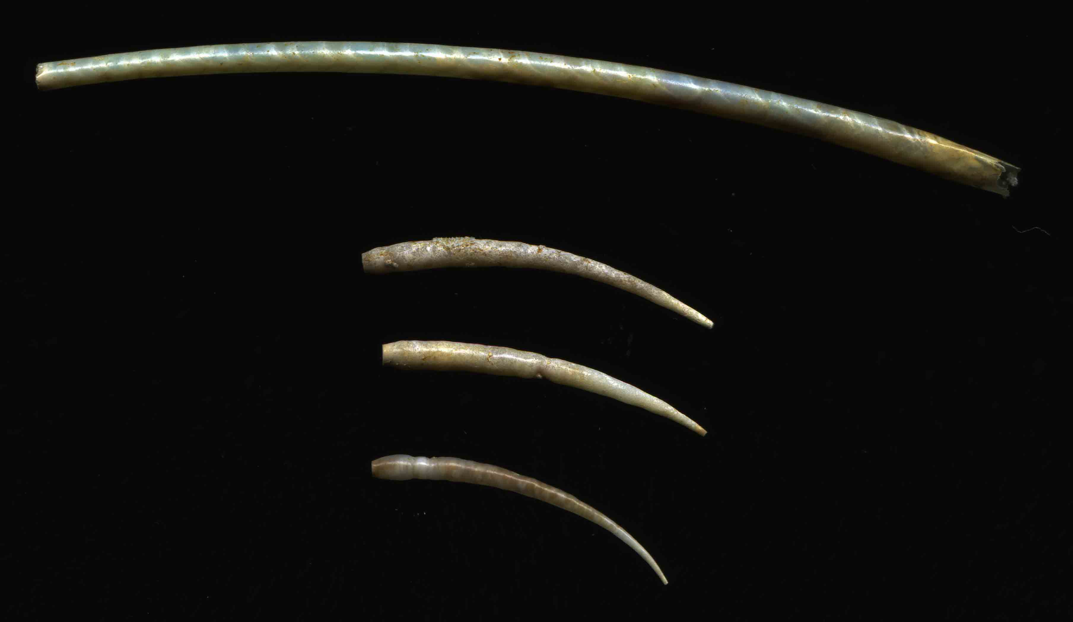 Ditrupa arietina